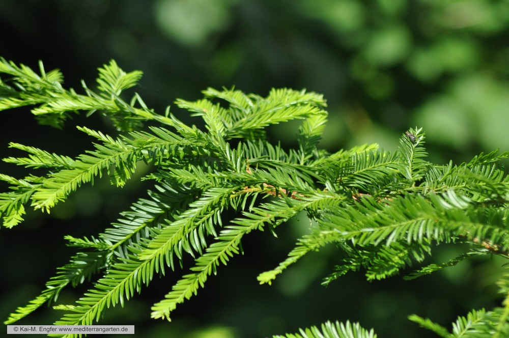 sequoia-sempervirens-immergruener-mammutbaum-sommer-2015-1