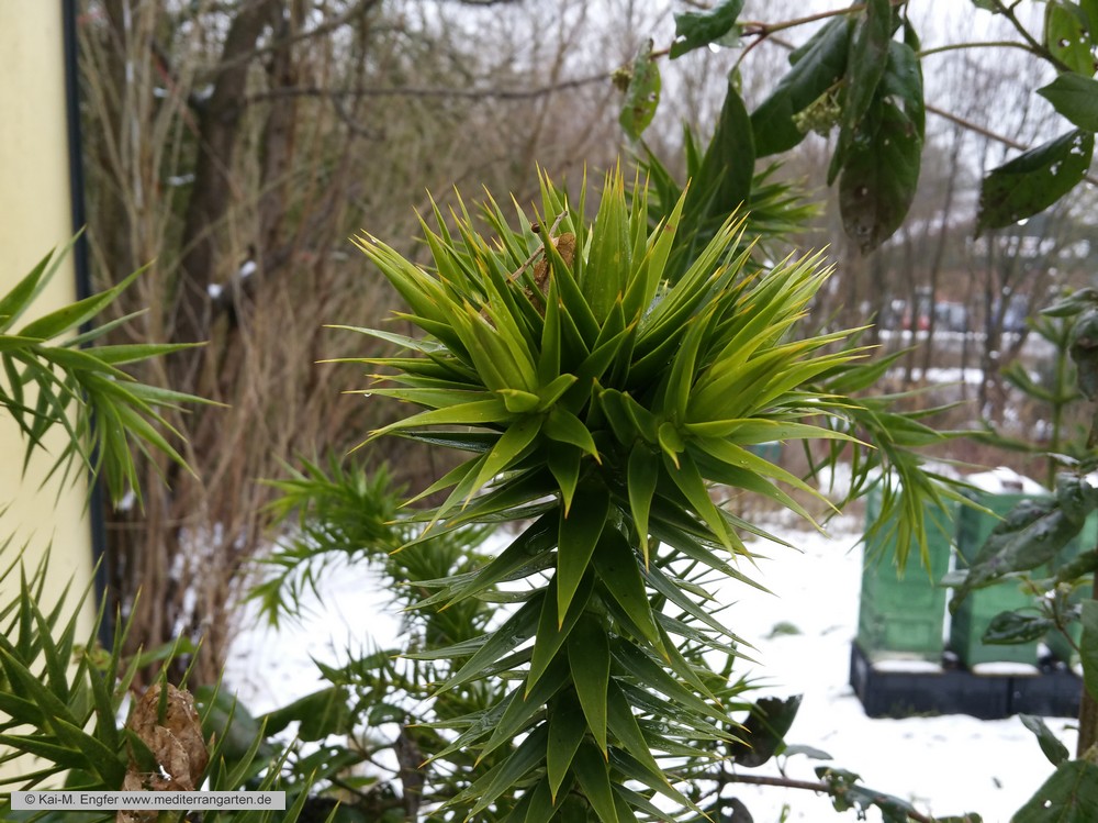 araucaria-angustifolia-23-01-2016-2
