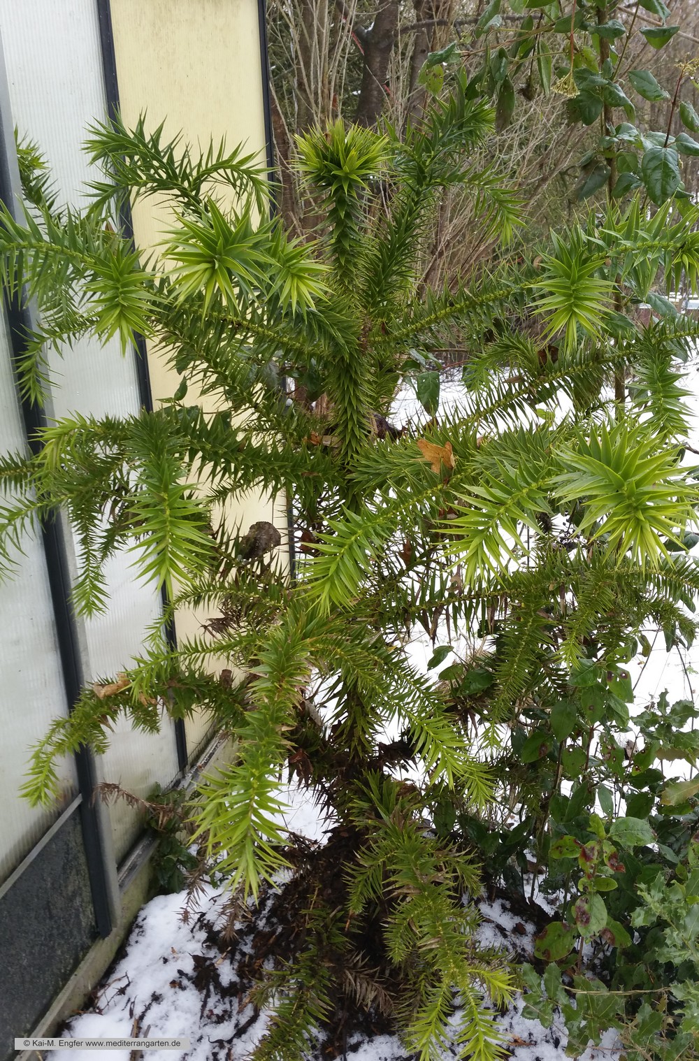 araucaria-angustifolia-23-01-2016-3