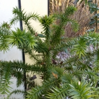 araucaria-angustifolia-17-01-2016