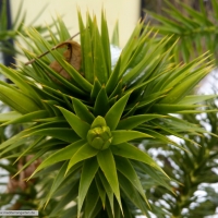 araucaria-angustifolia-23-01-2016-1