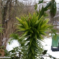 araucaria-angustifolia-23-01-2016-2