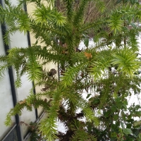 araucaria-angustifolia-23-01-2016-3