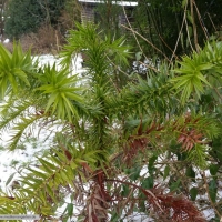 araucaria-angustifolia-23-01-2016-4