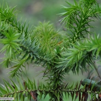 araucaria-angustifolia-31-01-2016-1