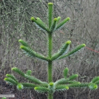 araucaria-araucana-31-01-2016-1