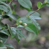 camellia-sinensis-31-01-2016-1