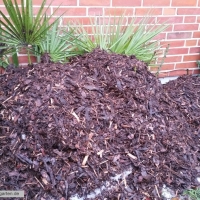 chamaerops-10-01-2016-1