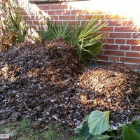 chamaerops-humilis-17-01-2016-1