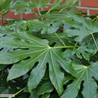fatsia-japonica-31-01-2016-1
