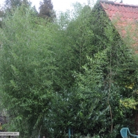 phyllostachys-viridiglaucescens-31-01-2016