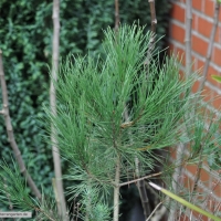 pinie-piunus-pinea-31-12-2016-1