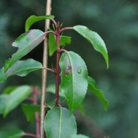 prunus-lusitanica-31-01-2016-1