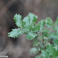 quercus-coccifera-31-01-2016-1