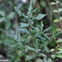 quercus-ilex-31-01-2016-1