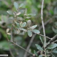 quercus-suber-31-01-2016-1