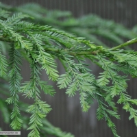 sequoia-sempervirens-31-01-2016-1