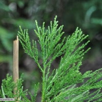 sequoiadendron-giganteum-31-01-2016-1