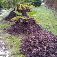 trachycarpus-10-01-2016-1