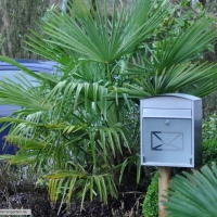 trachycarpus-fortunei-31--01-2016-1