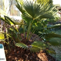 trachycarpus-wagnerianus-17-01-2016-1