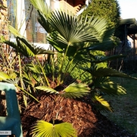 trachycarpus-wagnerianus-17-01-2016-2