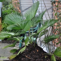 trachycarpus-wagnerianus-31-01-2016-1