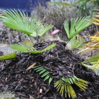 trachycarpus-wagnerianus-31-01-2016-2