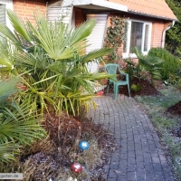 trachycarpus17-01-2016-1