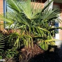 trachycarpus17-01-2016-2