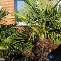 trachycarpus17-01-2016-3