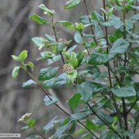 viburnum-tinus-31-01-2016-1