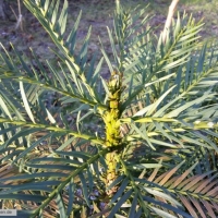 wollemia-nobilis-17-01-2016-1