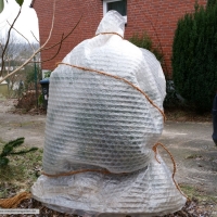 wollemia-nobilis-26-01-2016-1