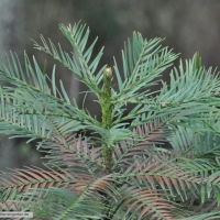 wollemia-nobilis-31-01-2016-1