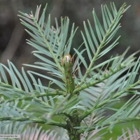 wollemia-nobilis-31-01-2016-2