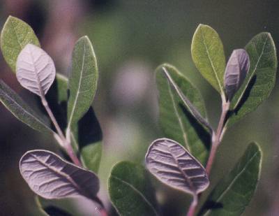 Acca sellowiana – Ananasguajave