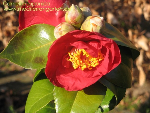 Camellia japonica – Kamelie