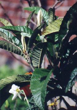 Eriobotrya japonica Wollmispel