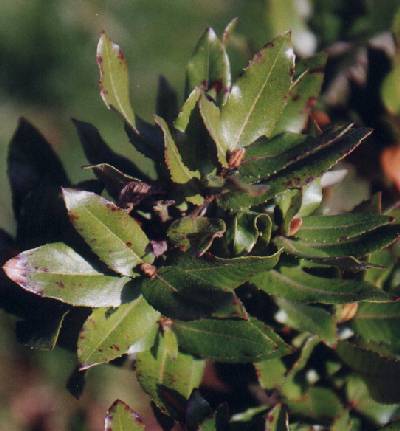 Eucryphia cordifolia