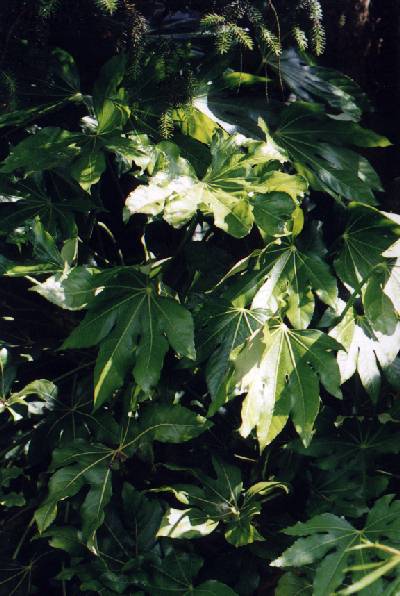 Fatsia japonica Zimmeraralie