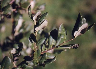 Immergrüne Eichen Quercus suber, ilex und coccifera