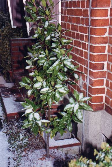 Laurus nobilis Lorbeer