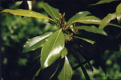 Magnolia grandiflora Immergrüne Magnolie