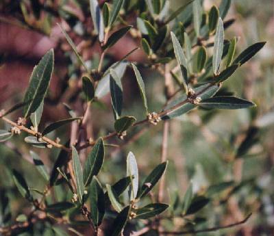 Phillyrea angustifolia – Die Schmalblättrige Steinlinde