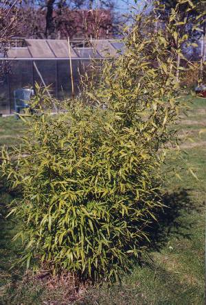 Phyllostachys – Bambus