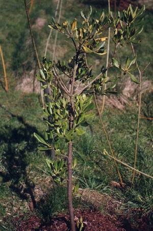 Pittosporum tobira Klebsame